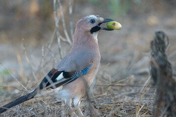 Eurasian Jay (Garrulus glandarius) collecting acorns for winter © SGR Photography