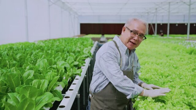 asian elder male business owner walking pesent growing organic arugula on hydroponics farm.video conference talking, sustainable business artificial lighting,Concept of growing organic vegetable