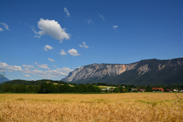Getreidefeld vorm Dobratsch