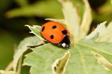 little ladybug on a leaf