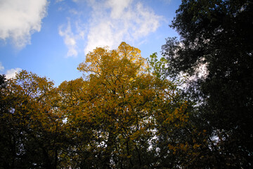 Fototapeta premium Foliage autunnale nelle Marche