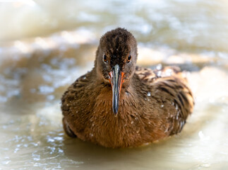 Closeup of a Clapper Rail, Rallus crepitans, bathing in a puddle with water droplets on its feathers.