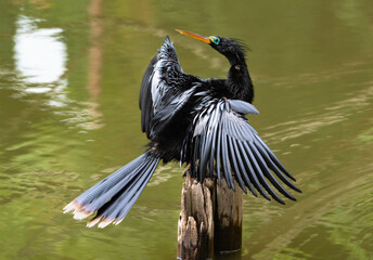 An Anhinga, also known as the Snake Bird sunning itself on a stump in the water with his wings...