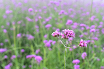 Verbena flowers blossom in the field on blurred background.