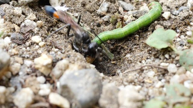 ジガバチ　幼虫室に青虫を運ぶ似我蜂　