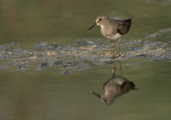 Portrait of a Temminck's stint at Asker marsh, Bahrain