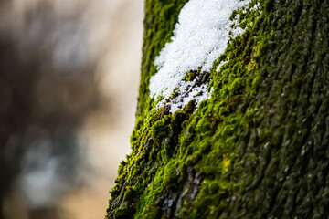 Green moss on tree. Lichen close up. Texture of bark covered with sphagnum.