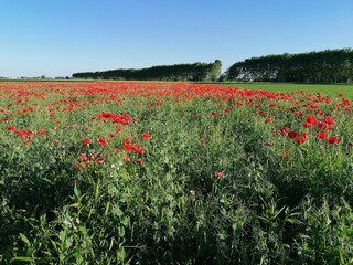 campo di papaveri
