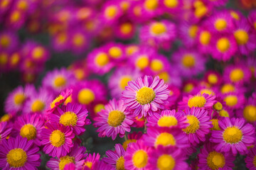 Fototapeta premium Background of pink chrysanthemums with a copy of the space. Beautiful bright chrysanthemums bloom in autumn in the garden.