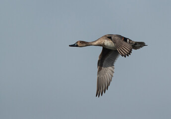 Obraz premium Northern Pintail flying at Asker marsh, Bahrain