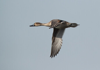 Northern Pintail in flight at Asker marsh, Bahrain