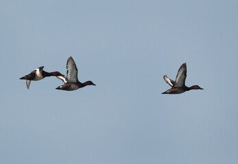 Ferruginous ducks flying at Asker marsh, Bahrain