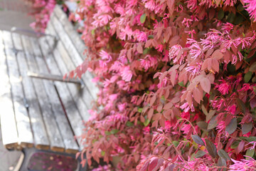 pink flowers on a wall