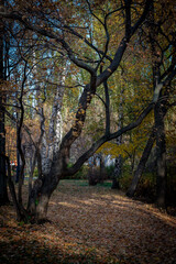 golden autumn in the park of Moscow