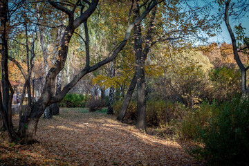 golden autumn in the park of Moscow