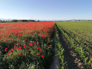 campo di papaveri