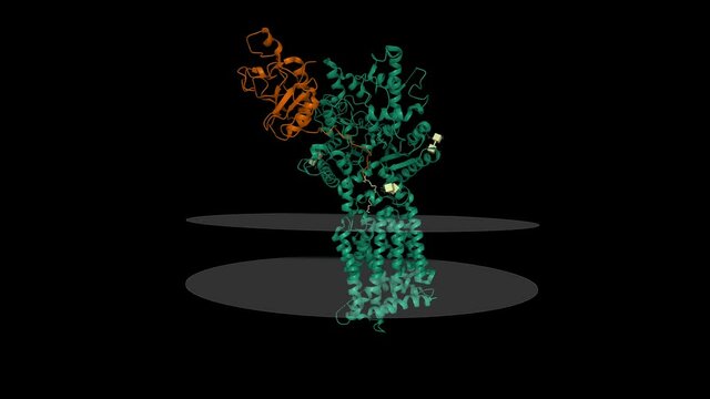Structure of human patched 1 homolog (green) in complex with native sonic hedgehog (brown). Animated 3D cartoon model with the inner and outer membranes shown, PDB 6oev, black background