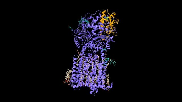 Structure of murine dispatched (blue) in complex with native sonic hedgehog (orange). Cell membrane cholesterol is shown in grey. 3D cartoon and Gaussian surface models, PDB 7rpk, black background