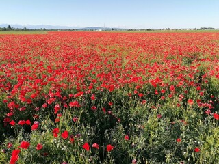 Obraz premium campo di papaveri