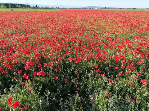 campo di papaveri