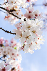 blossom
