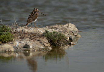 Common snipe at Akser Marsh in the morning, Bahrain.