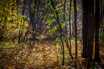 Obraz premium golden autumn in the park of Moscow