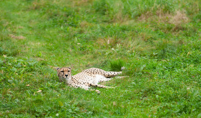 Beautiful wild cat cheetah in a natural park