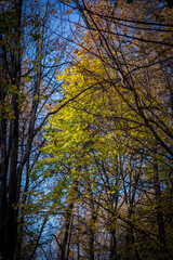 Fototapeta premium golden autumn in the park of Moscow