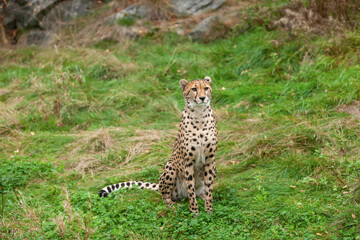 Beautiful wild cat cheetah in a natural park