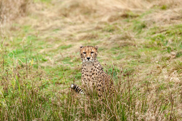Beautiful wild cat cheetah in a natural park