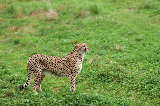 Beautiful wild cat cheetah in a natural park