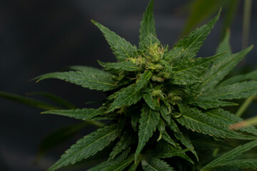 Naklejka na ściany i meble natural cannabis or marijuana plant