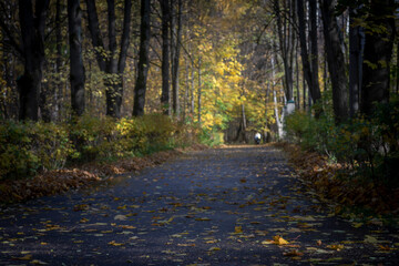Obraz premium golden autumn in the park of Moscow