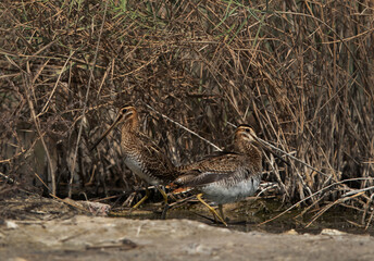 A pair of Common snipe camouflaged in reeds at Akser Marsh in the morning hours, Bahrain.