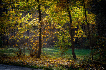 golden autumn in the park of Moscow