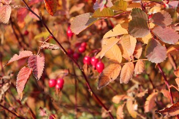 Autumn leaves texture. bright colours. texture. Autumn park grass ground with colorful leaves . High quality photo. the leaves are falling. close-up. forest texture. Dry birch, maple and oak leaves on