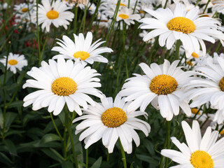 Daisies Close up in field from above