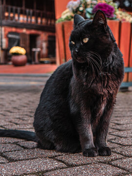 A black cat is sitting on the pavement in the center of Cesis. High contrast HDR photo image, artistic graininess of the image.