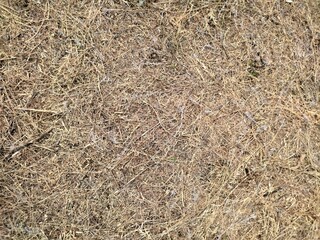 Fototapeta na wymiar ants on the ground