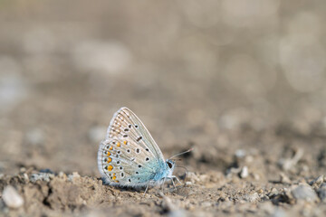 Fototapeta na wymiar Common blue butterfly (Polyommatus icarus) takes up minerals from wet soil.