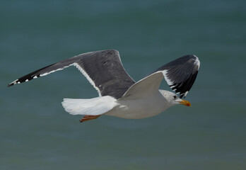 Caspian Gull in flight at Busaiteen coast of Bahrain