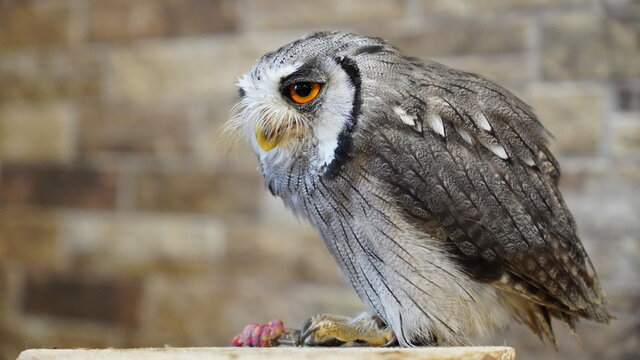 126 件の最適な アフリカオオコノハズク 画像 ストック写真 ベクター Adobe Stock