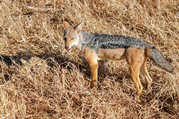 Tanzania, Serengeti park - African fox.
