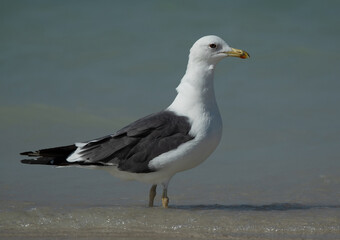 Great Black-backed Gull at Busaiteen coast of Bahrain
