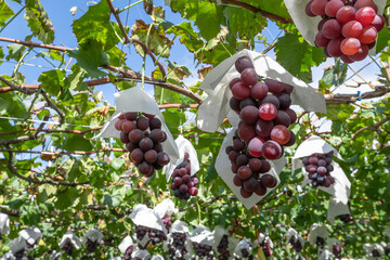 山梨県勝沼　巨峰のぶどう棚