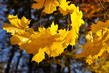 Golden autumn scene in the park, with falling leaves, the sun shining through the trees and the blue sky