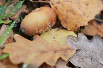 Autumn bright forest after rain. Golden autumn