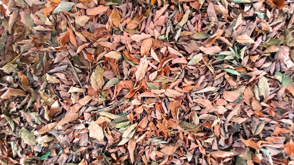 Falling dry leaves. Autumn nature background