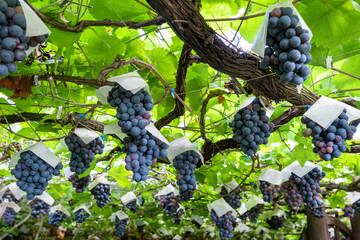 山梨県勝沼　ベリーAのぶどう棚